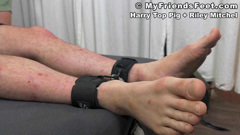 Harry Top Pig Tickled